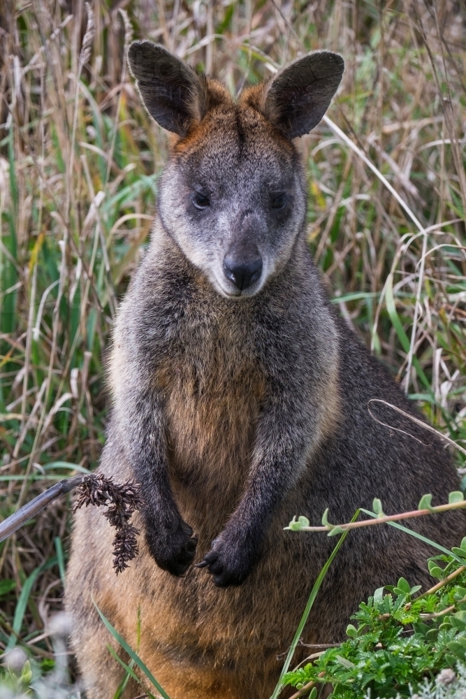 Wallaby among grass - Australian Stock Image