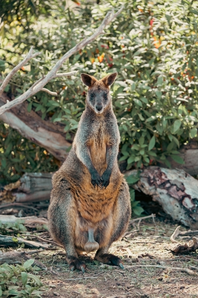 Wallaby - Australian Stock Image