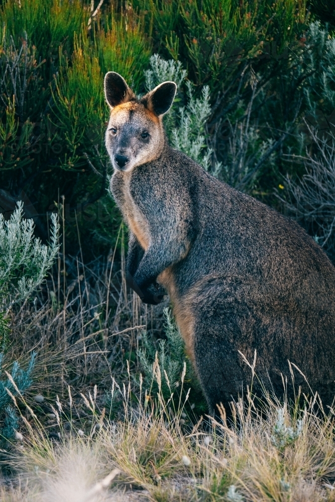 Wallaby in the shrubs. - Australian Stock Image