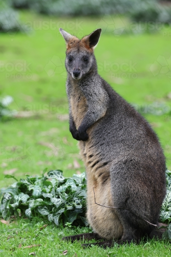Wallaby Looking at Camera - Australian Stock Image