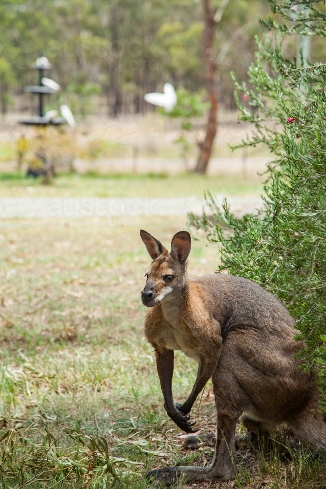 Wallaby standing in garden under shady bush in summer heat - Australian Stock Image