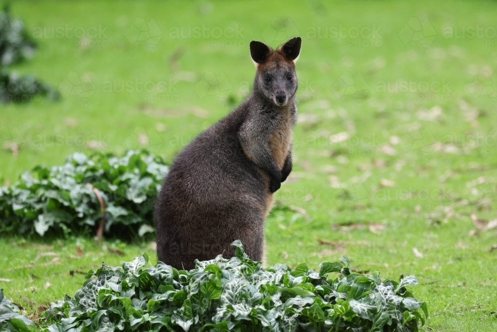 Wallaby with Ears Pointing - Australian Stock Image