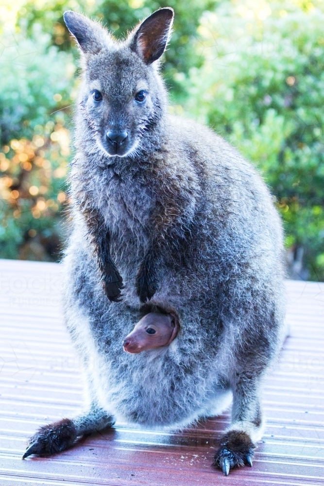 Wallaby with joey in pouch - Australian Stock Image