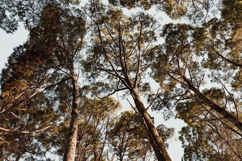 Warm afternoon light on the coastal trees at Comboyuro Point Camping Area - Australian Stock Image