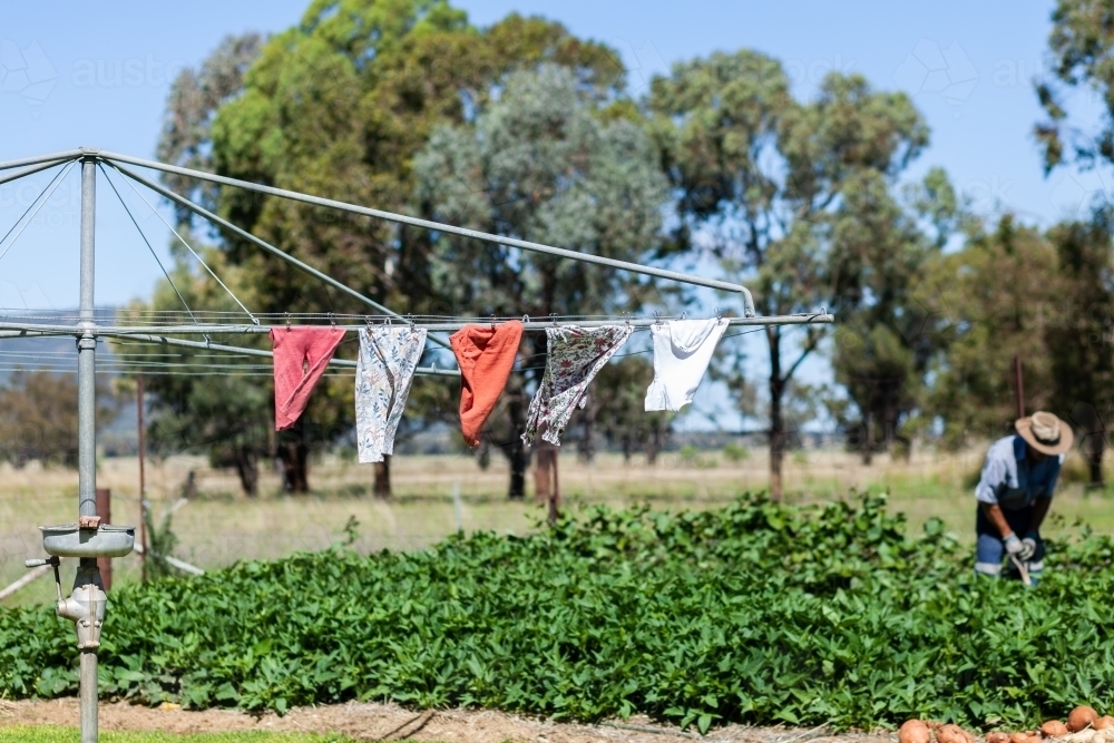 Washing line on Aussie farm with baby clothes hanging in sunlight with veggie patch behind - Australian Stock Image