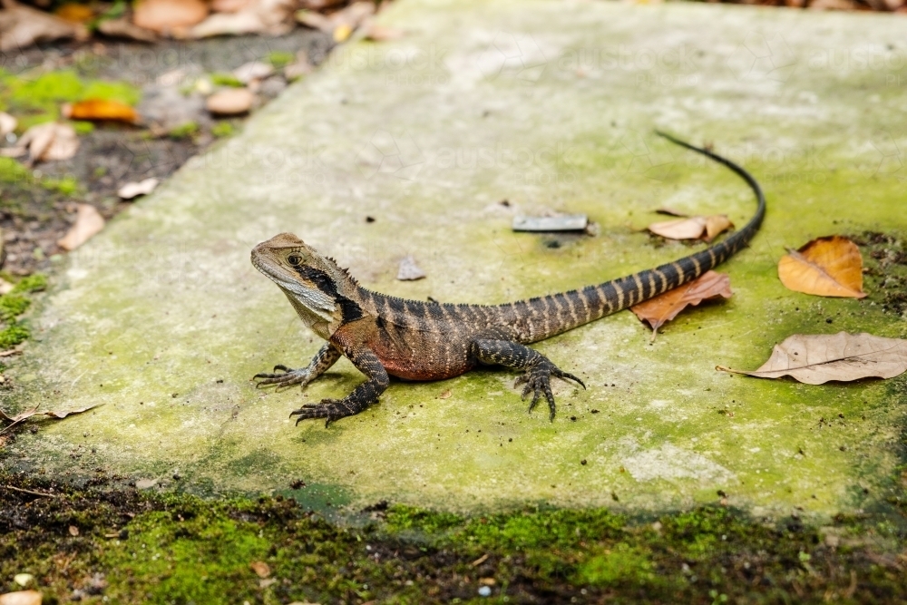 water dragon on mossy stone - Australian Stock Image