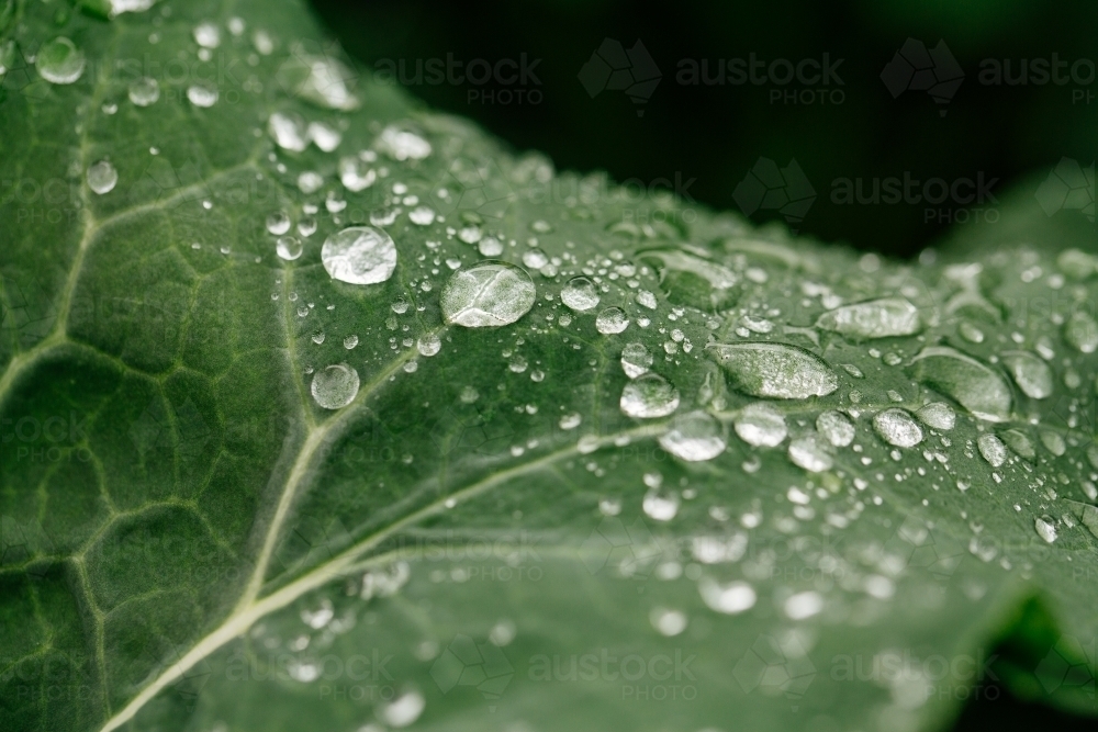 Water drops on green leaf - Australian Stock Image