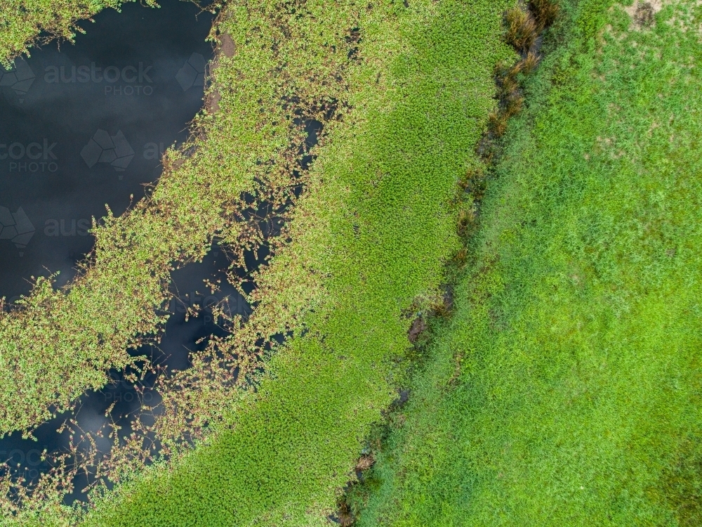 Watercourse and dam with green water weed and grass growing - Australian Stock Image