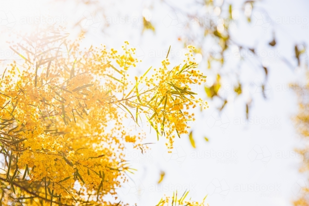 wattle and sunshine - Australian Stock Image