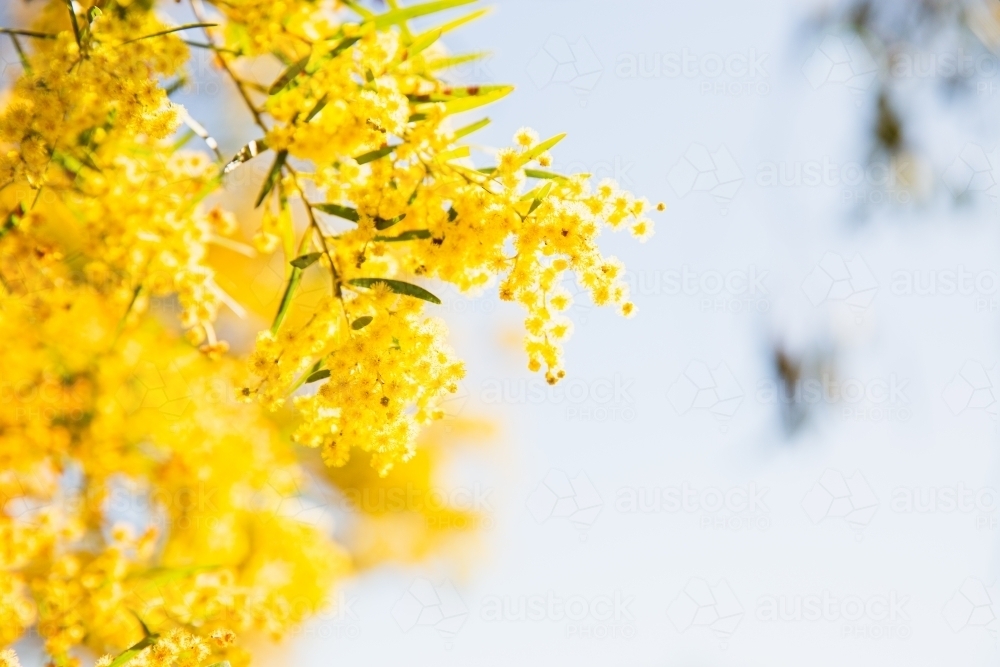 wattle - Australian Stock Image