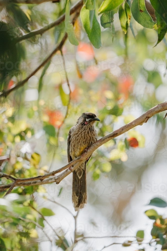 Wattle Bird - Australian Stock Image