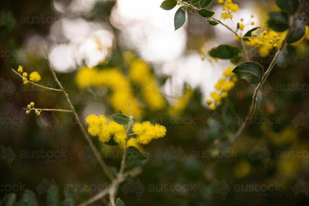 wattle blossoms starting to flower in winter - Australian Stock Image