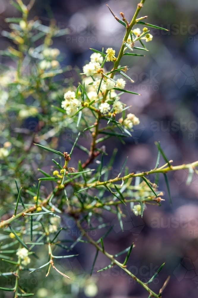 Wattle flower close up on shrub - Australian Stock Image