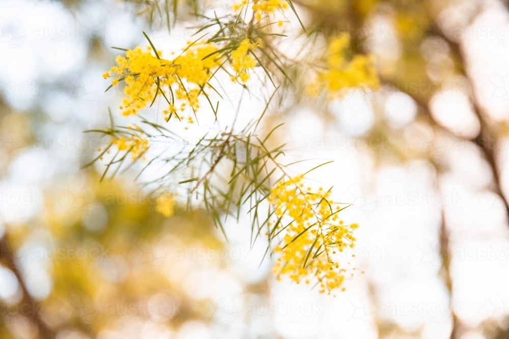 wattle flowers close up with light behind - Australian Stock Image