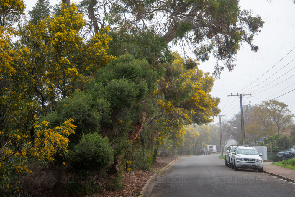 Wattle tree in bloom on the side of a suburban street in Brighton, Adelaide - Australian Stock Image