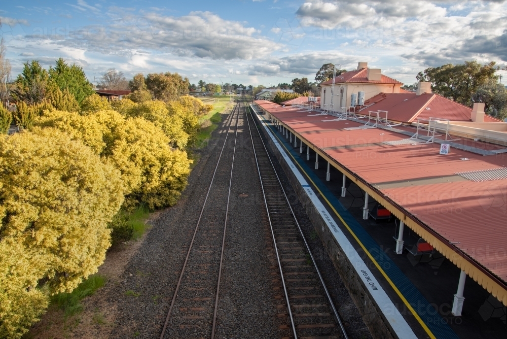 Wattles in bloom at Orange railway station - Australian Stock Image