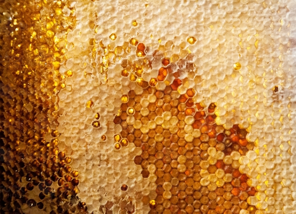 Wax capping full honeycomb on frame from hive - Australian Stock Image