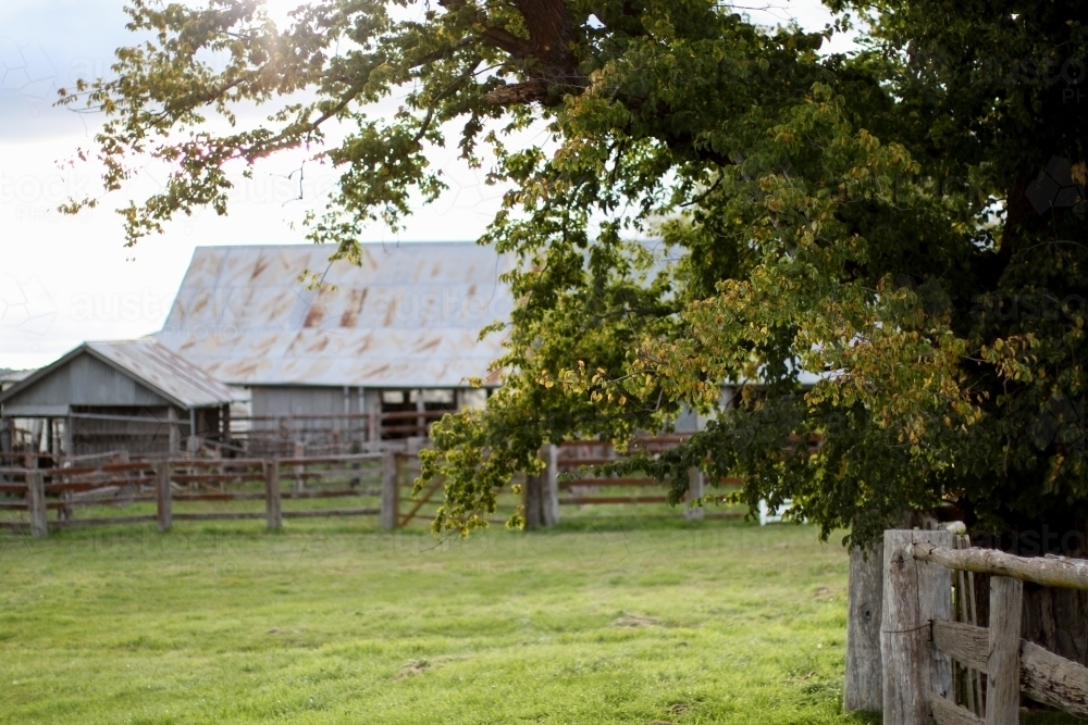 Weathered wooden fence with a tree and work shed in the background - Australian Stock Image