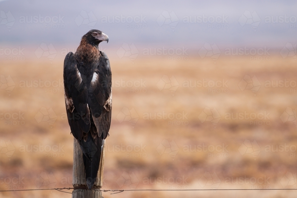 wedge tailed eagle on fence post - horizontal - Australian Stock Image