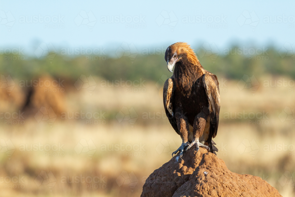 Wedge-tailed Eagle perched atop a large termite mound - Australian Stock Image