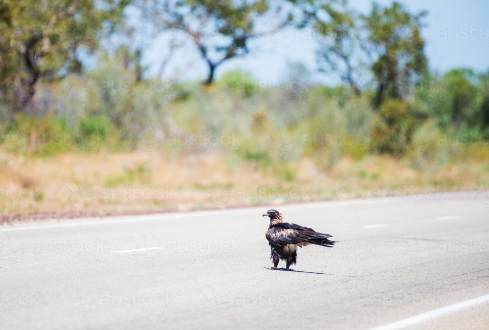 Wedge Tailed Eagle standing on deserted highway. - Australian Stock Image