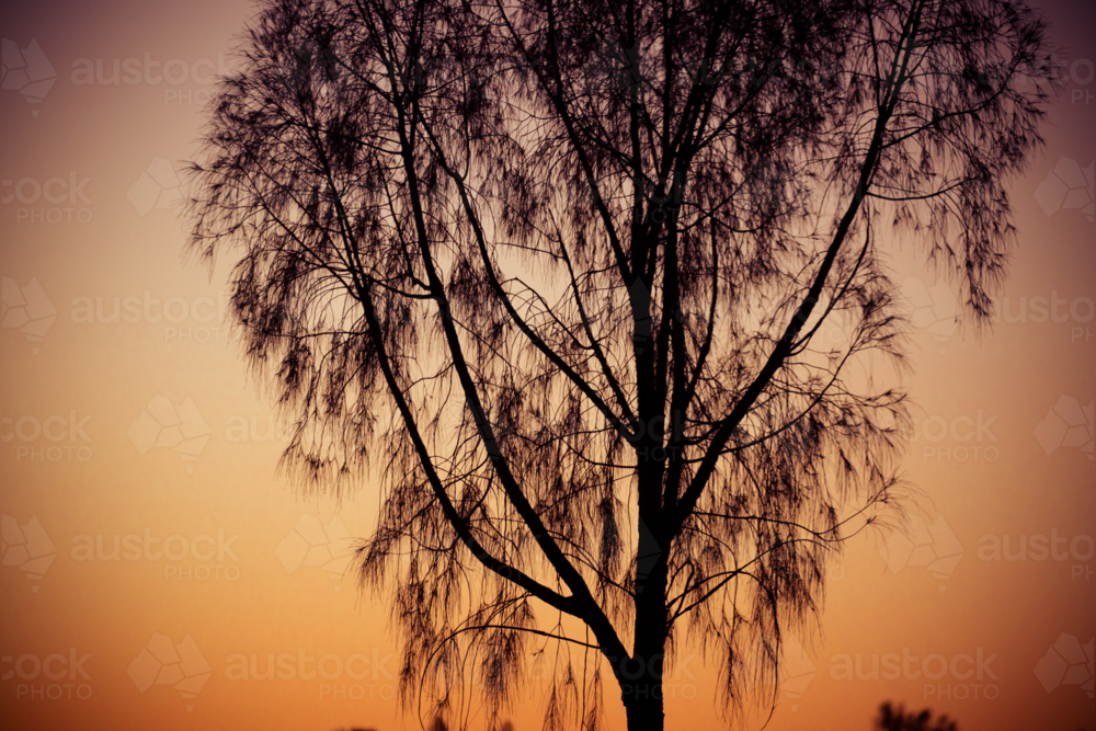 Weeping trees near Uluru at sunset in the Northern Territory, Australia - Australian Stock Image