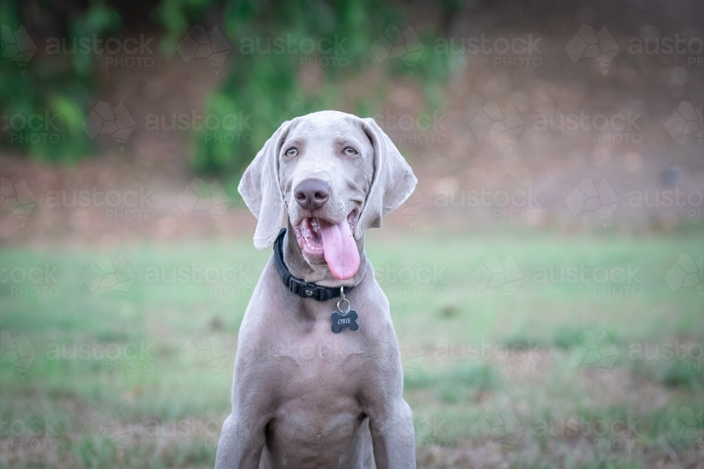 Weimaraner puppy sitting on grass field with his tongue out - Australian Stock Image