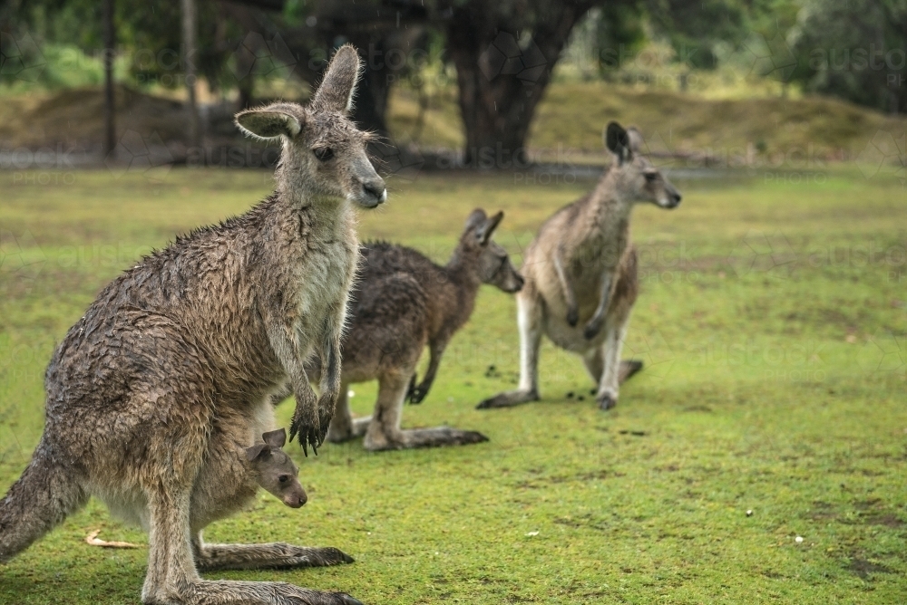 Wet Kangaroos with Joey in rain - Australian Stock Image