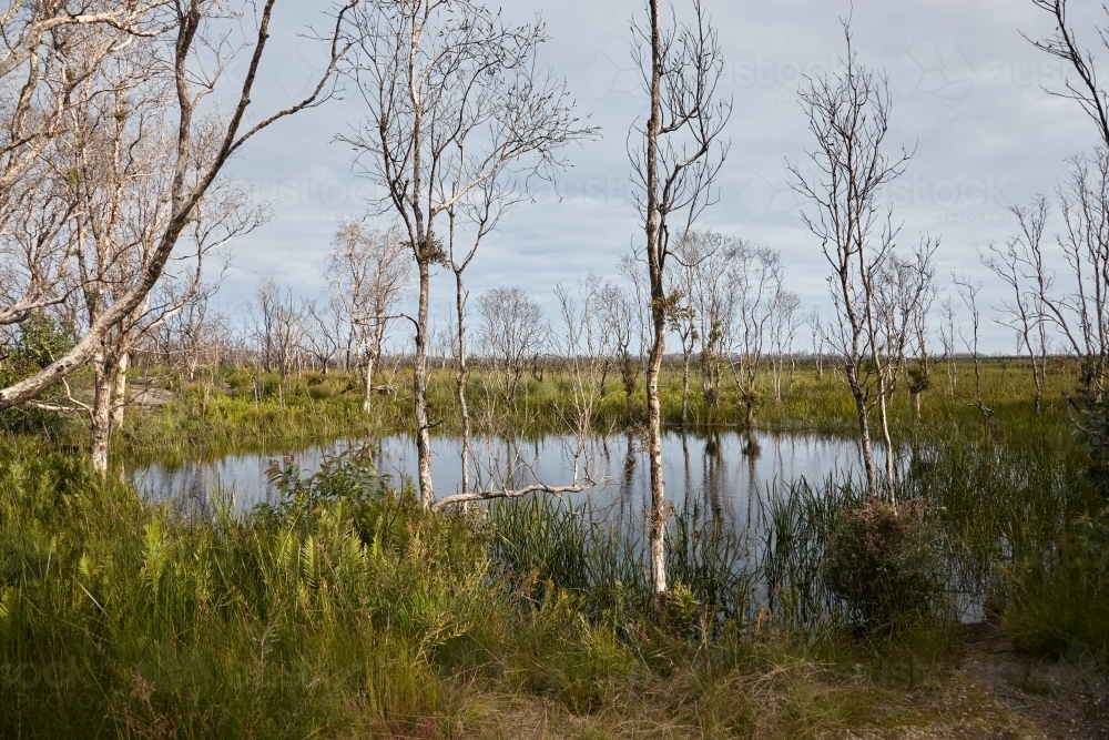 Wetland - Australian Stock Image