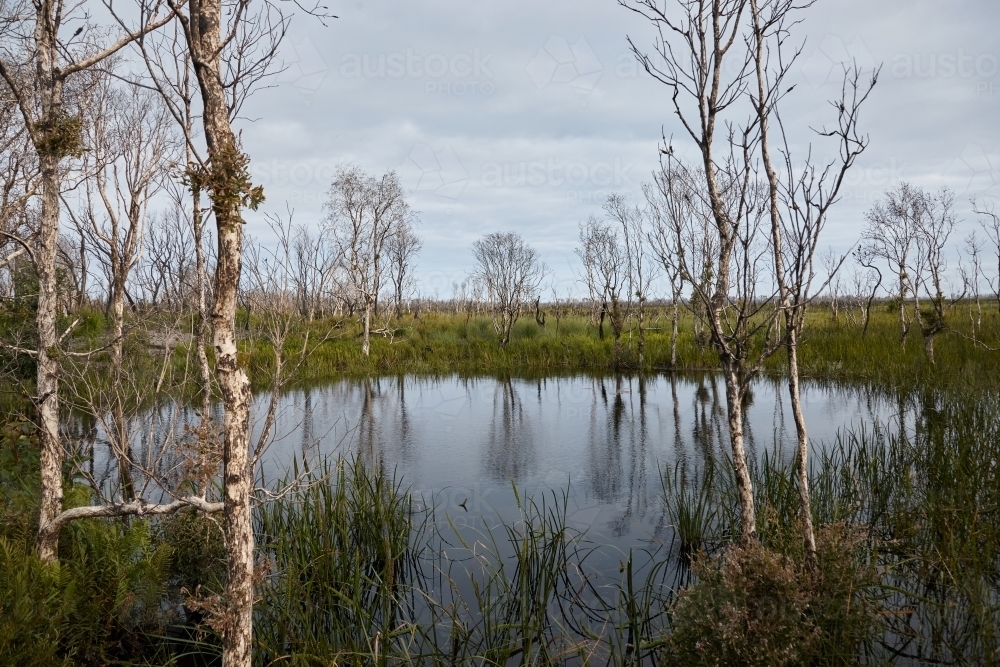 Wetland - Australian Stock Image