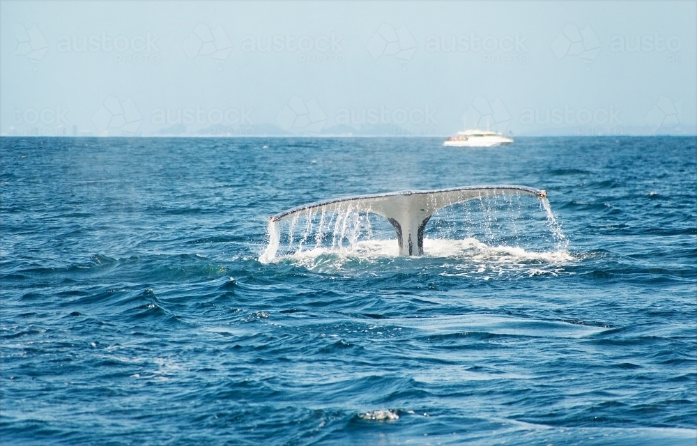 Whale tail in the ocean - Australian Stock Image