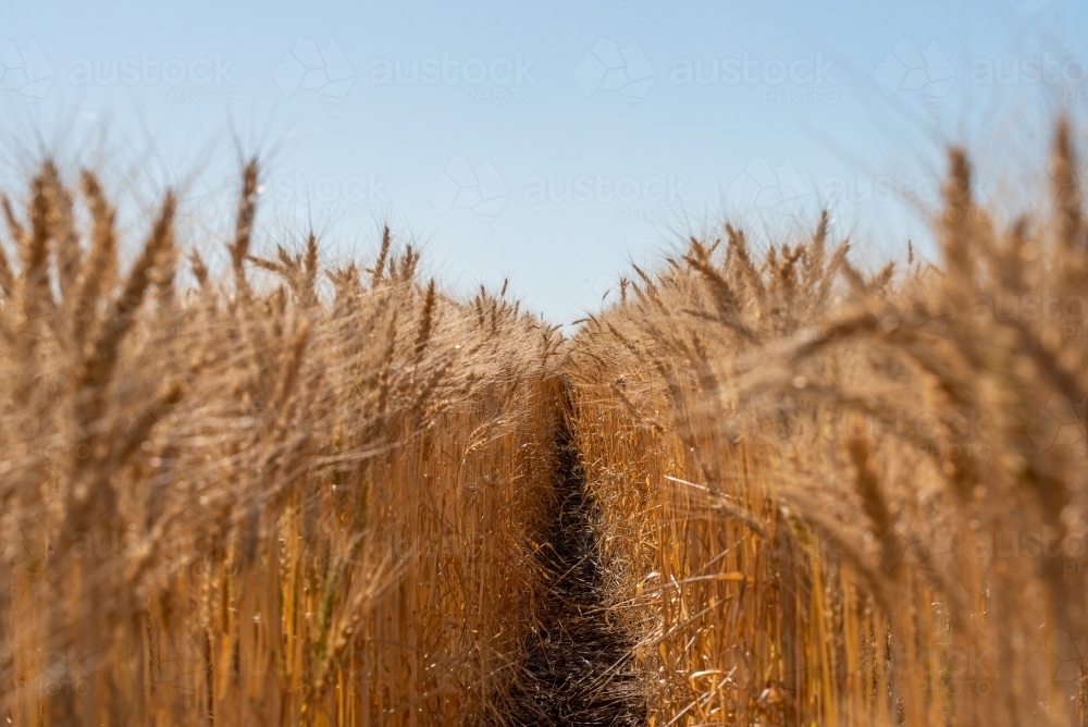 Wheat - Australian Stock Image