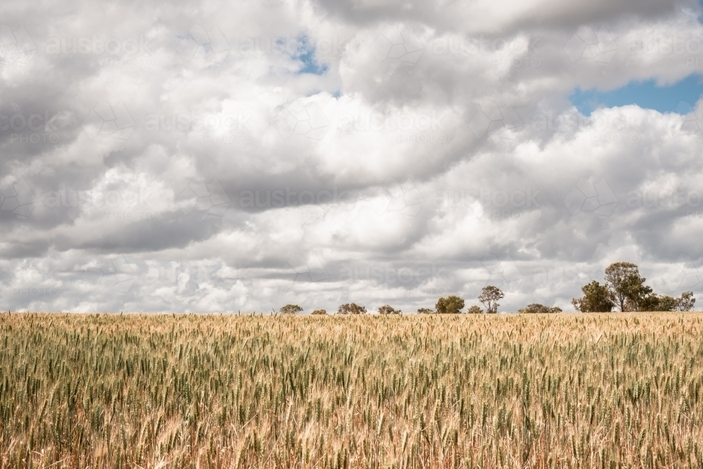 Wheat crop in field with trees in background - Australian Stock Image