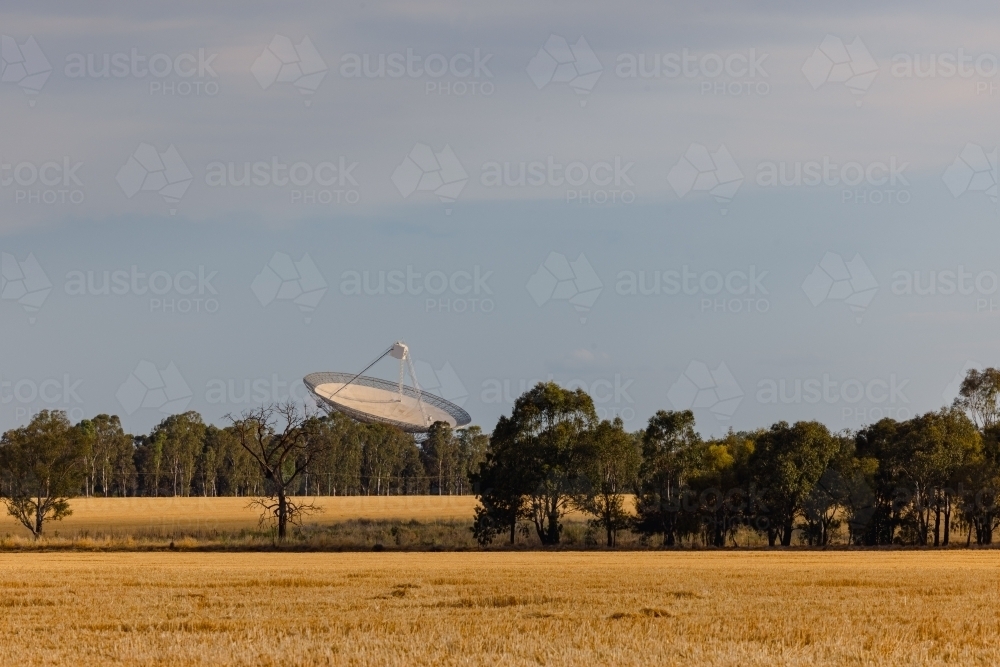 Wheat crop in summer with the Parkes Radio Telescope in the background - Australian Stock Image