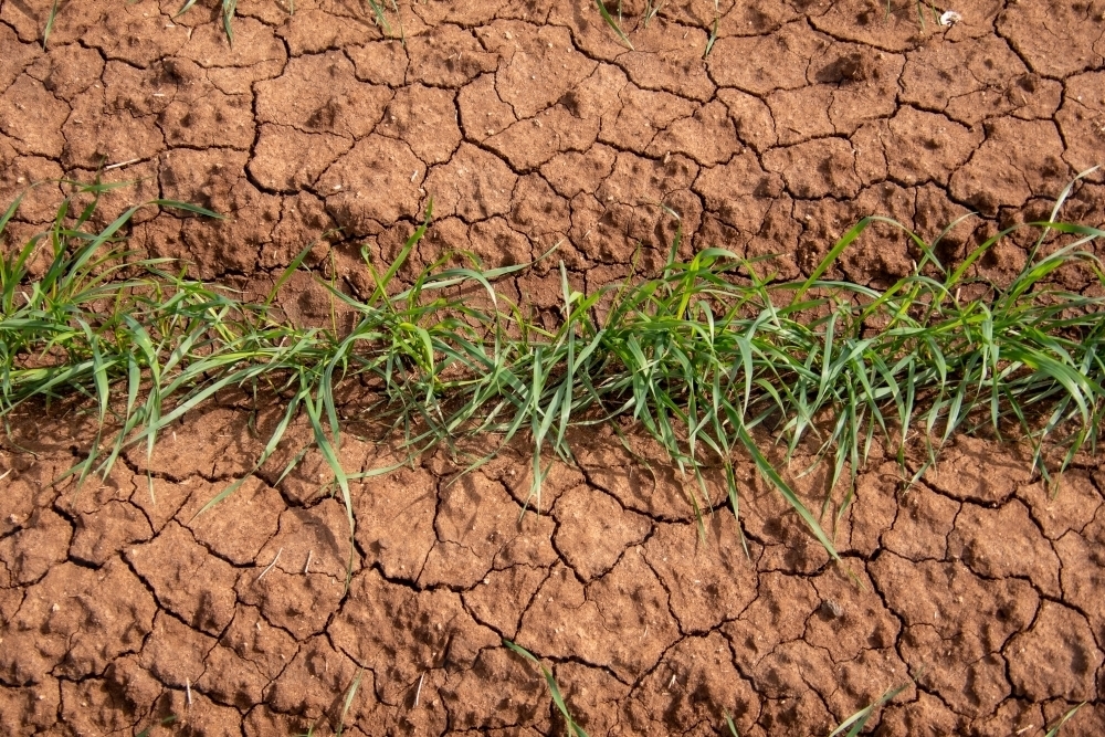 Wheat plants sprouting in cracked soil seen from overhead - Australian Stock Image