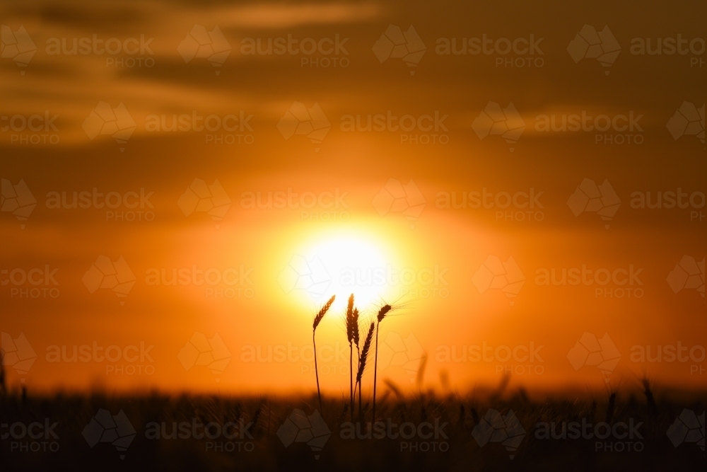 Wheat stalks against orange sunset - Australian Stock Image