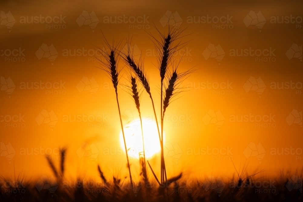 Wheat stalks against orange sunset - Australian Stock Image