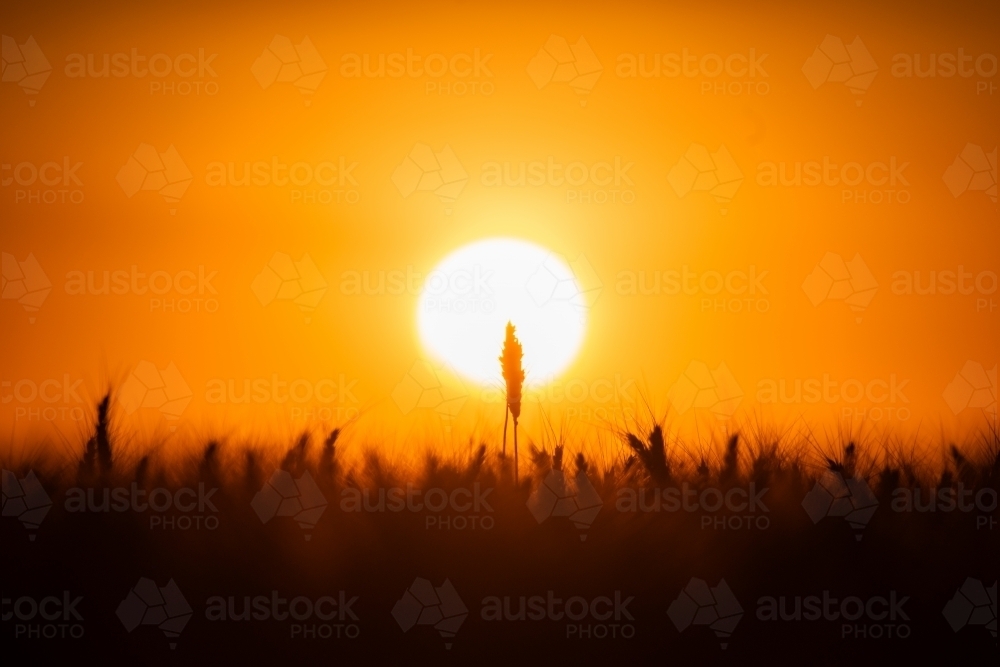 Wheat stalks against orange sunset - Australian Stock Image