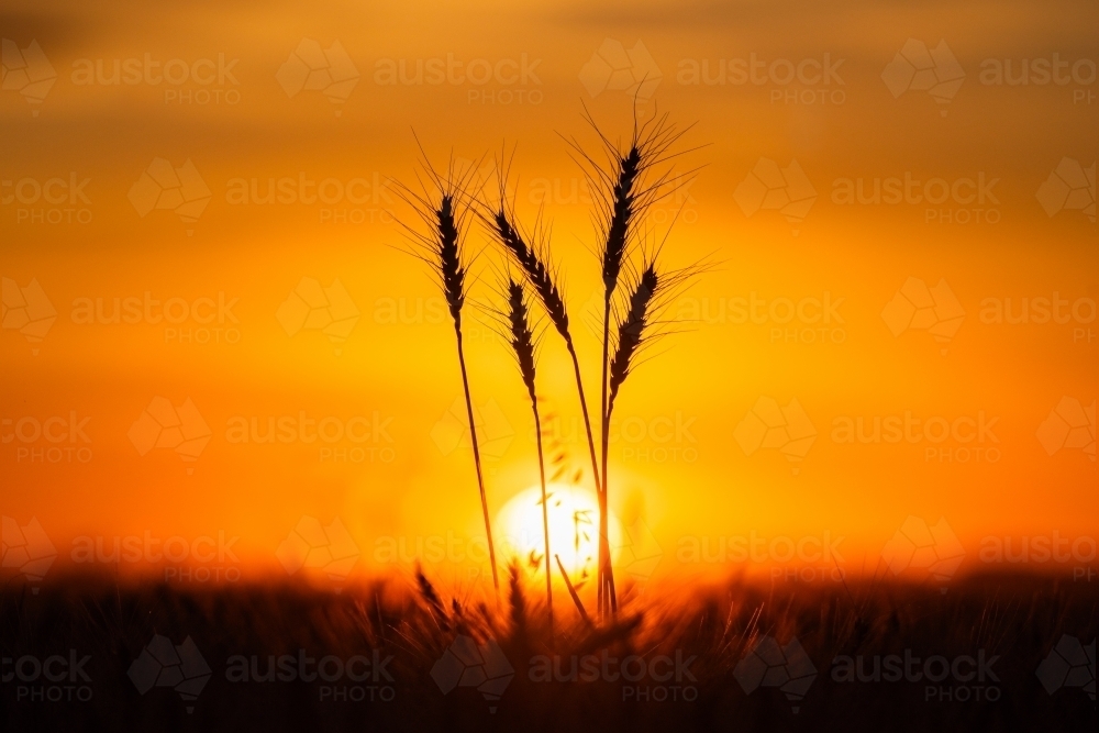 Wheat stalks against orange sunset - Australian Stock Image