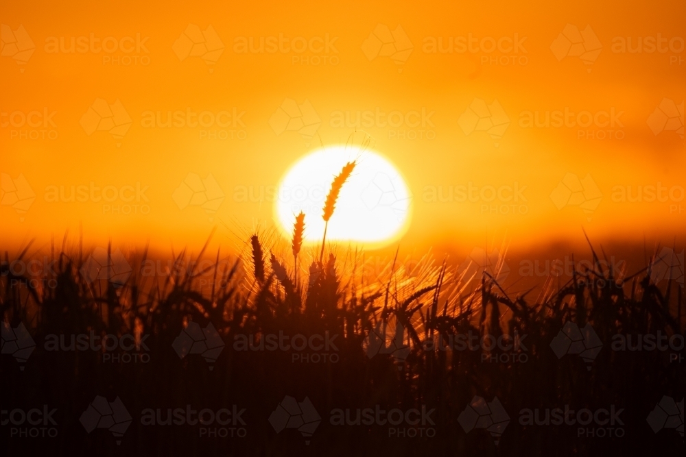 Wheat stalks against orange sunset - Australian Stock Image