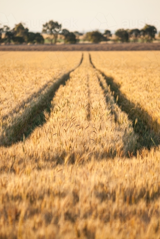 Wheel tracks running through a crop of wheat - Australian Stock Image