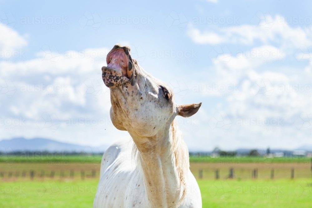 White appaloosa stallion in paddock - Australian Stock Image