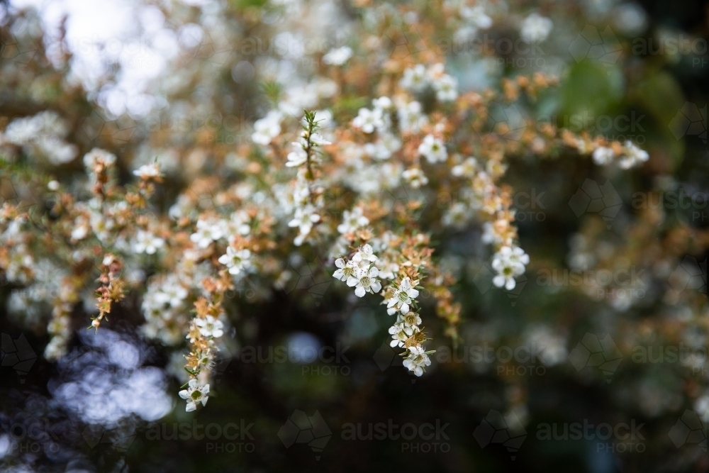 white Australian native flowers growing on a bush - Australian Stock Image