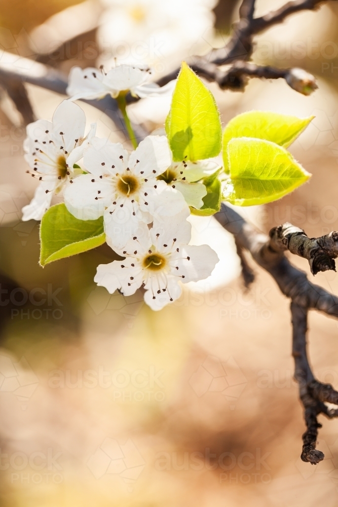 White blossoms on bush with copy space - Australian Stock Image