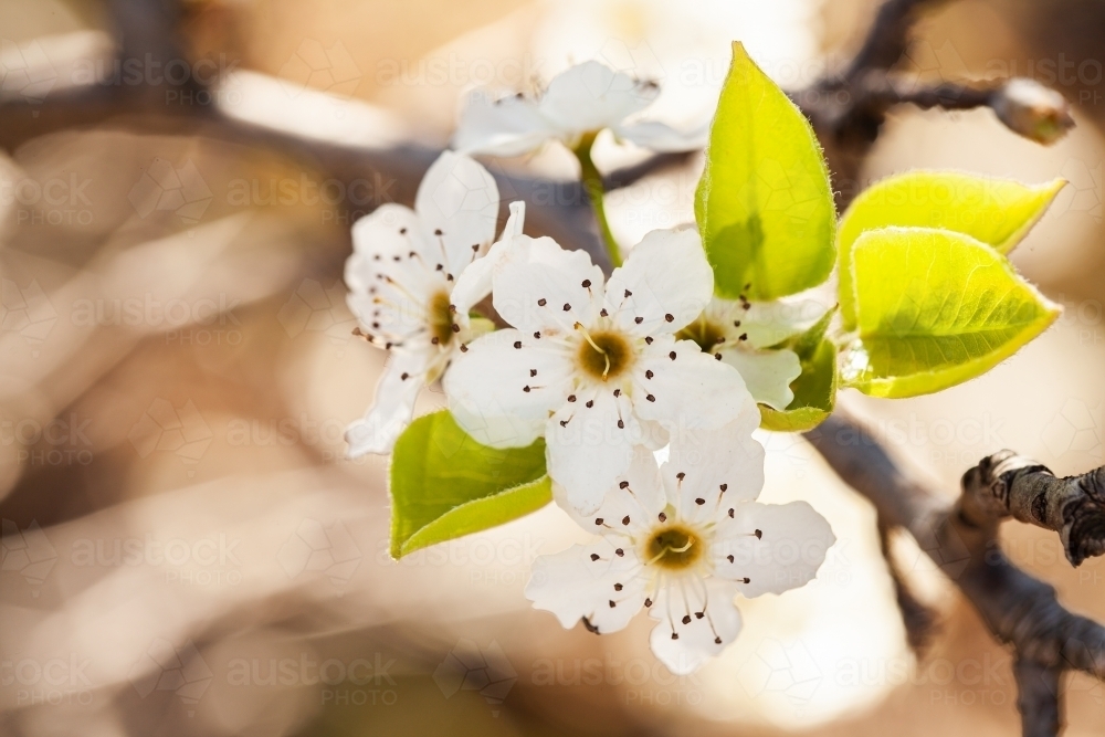 White blossoms on bush with copy space - Australian Stock Image