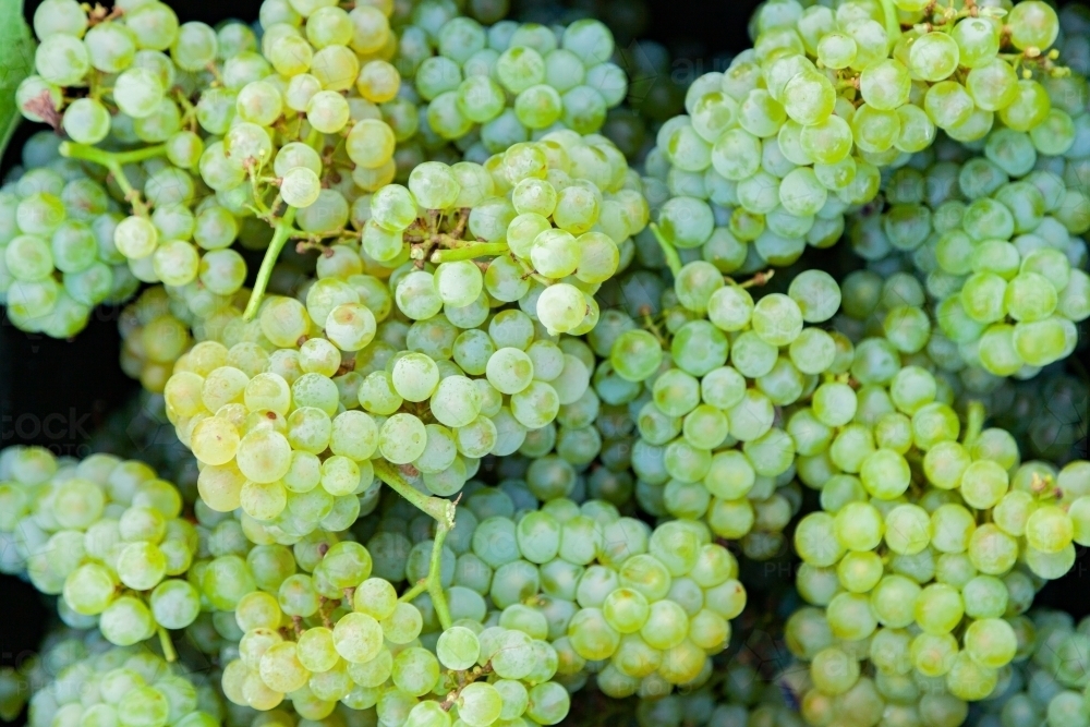 White chardonnay grapes in fruit pickers bucket - Australian Stock Image