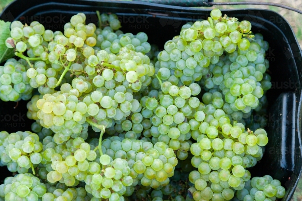 White chardonnay grapes in fruit pickers bucket - Australian Stock Image