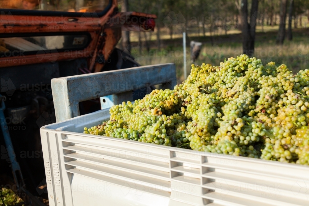 White chardonnay grapes in half ton grape bin - Australian Stock Image