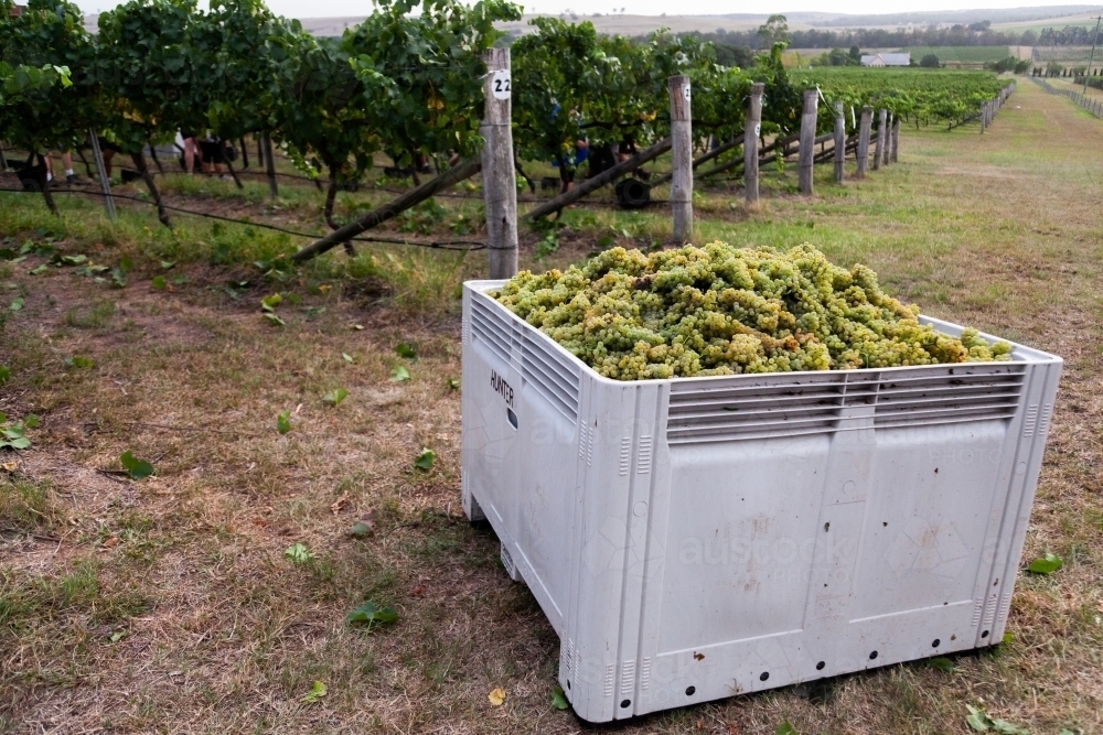 White chardonnay grapes in half ton grape bin in vineyard - Australian Stock Image