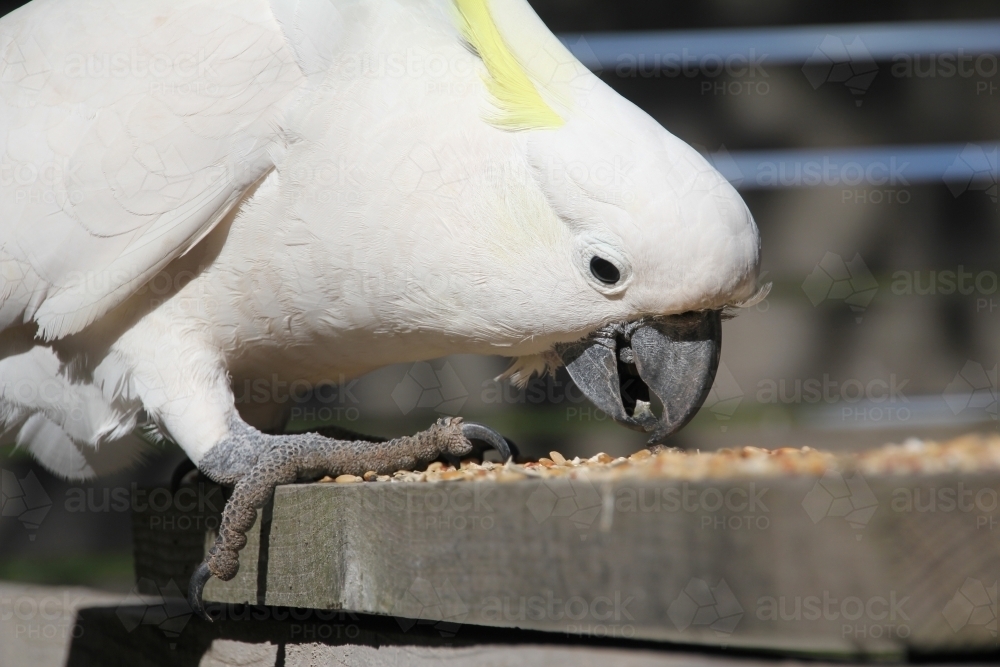 white cockatoo eating bird seed - Australian Stock Image